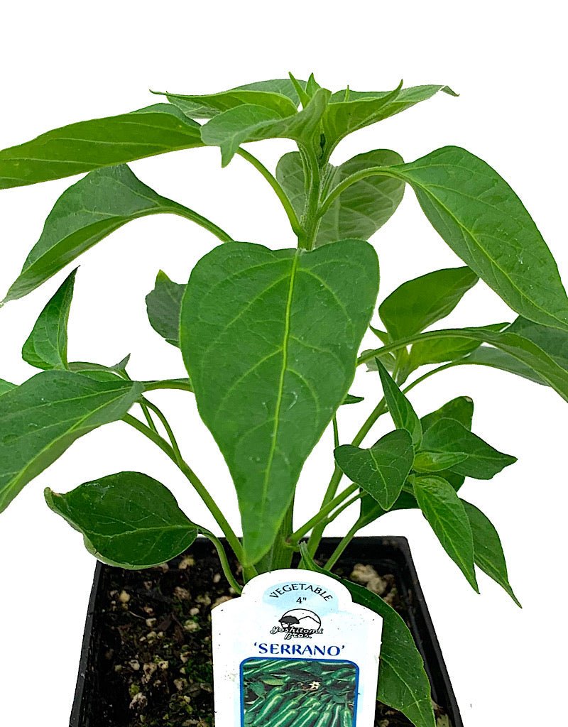 Pepper 'Serrano' - The Garden Corner