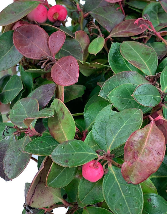 Gaultheria procumbens 'Peppermint Pearl' 1 gal - The Garden Corner