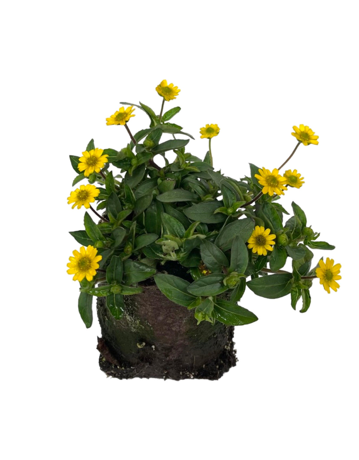 Sanvitalia 'Sunvy Trailing' - Annuals