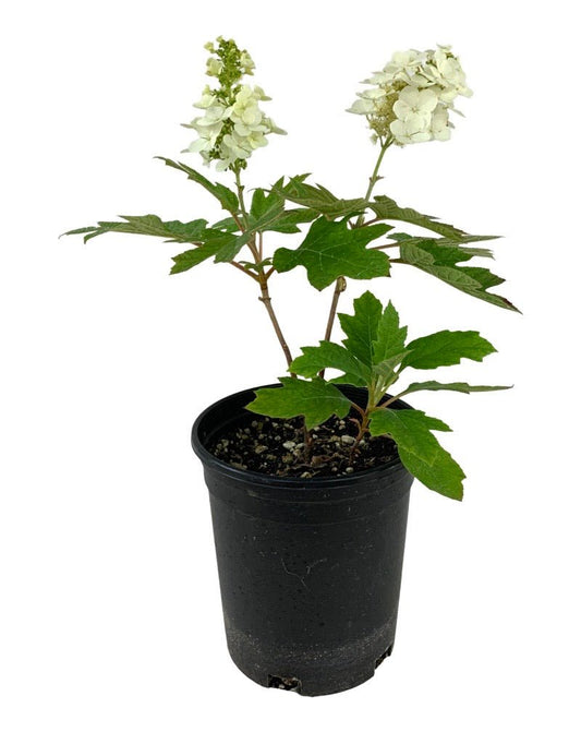 Hydrangea quercifolia 'Queen of Hearts' - The Garden Corner