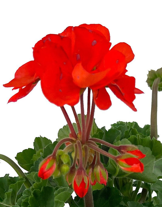 Geranium Zonal 'Presto Orange' - The Garden Corner