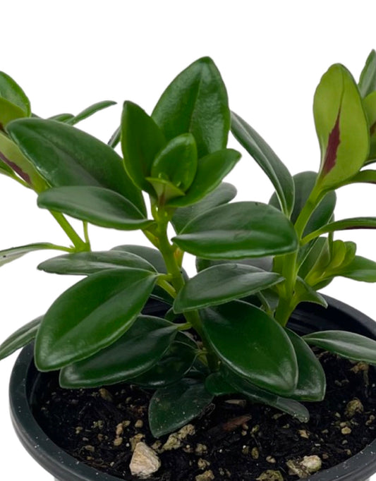 Nematanthus gregarius - The Garden Corner