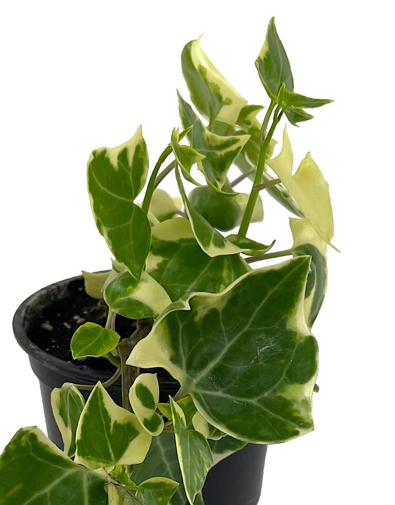 Senecio macroglossus €˜Wax Ivy 4 Inch - The Garden Corner