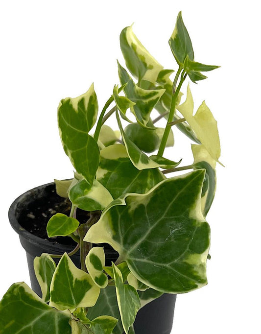 Senecio macroglossus €˜Wax Ivy 4 Inch - The Garden Corner