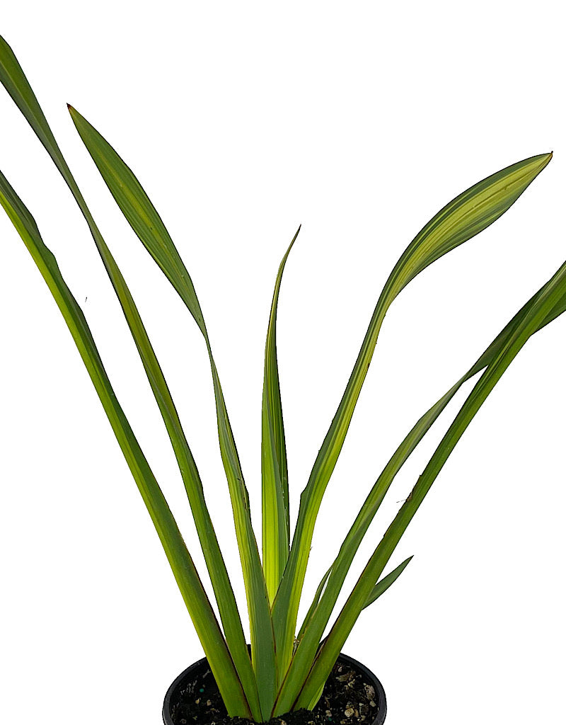 Phormium 'Yellow Wave' 1 Gallon