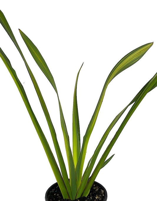 Phormium 'Yellow Wave' 1 Gallon - The Garden Corner