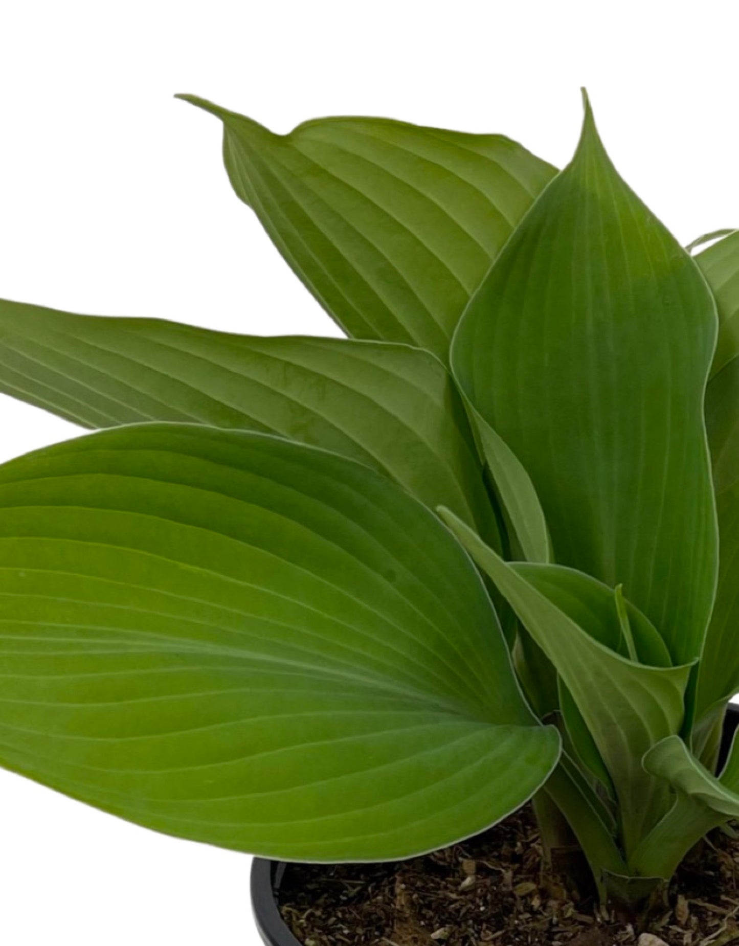 Hosta 'Blue Angel' Quart