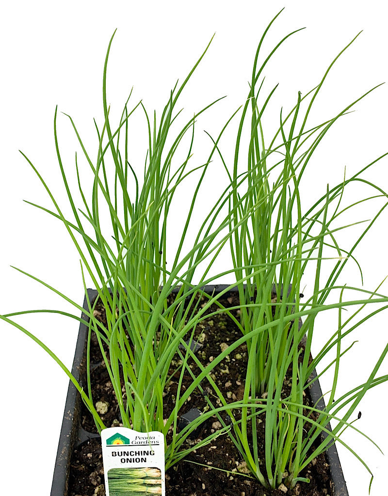Onion 'Bunching' Jumbo Traypack