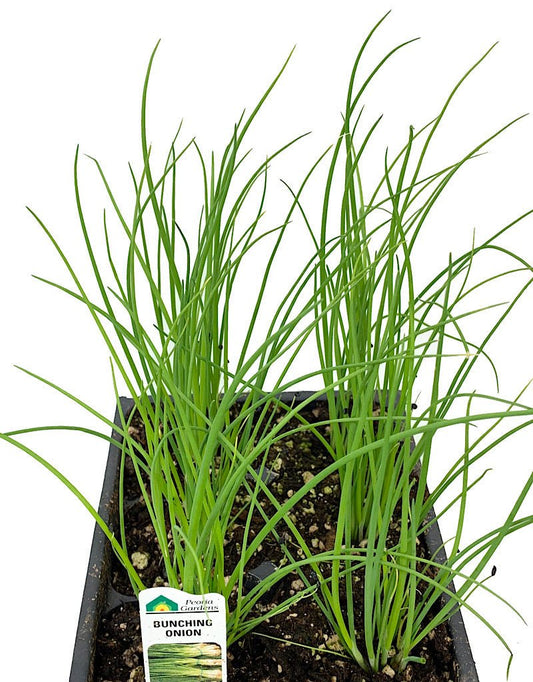 Onion 'Bunching' Jumbo Traypack - The Garden Corner