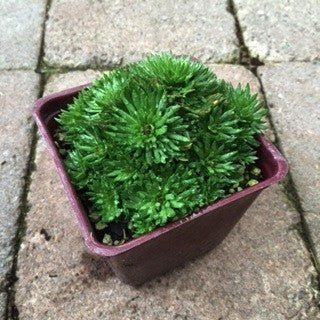 Saxifraga 'Touran Deep Red' - The Garden Corner