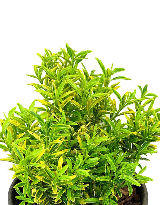 Euonymus 'Sunny Delight' 1 Gallon - The Garden Corner
