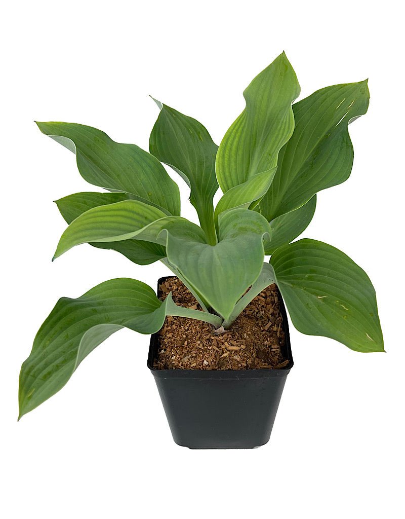Hosta 'Krossa Regal' - The Garden Corner