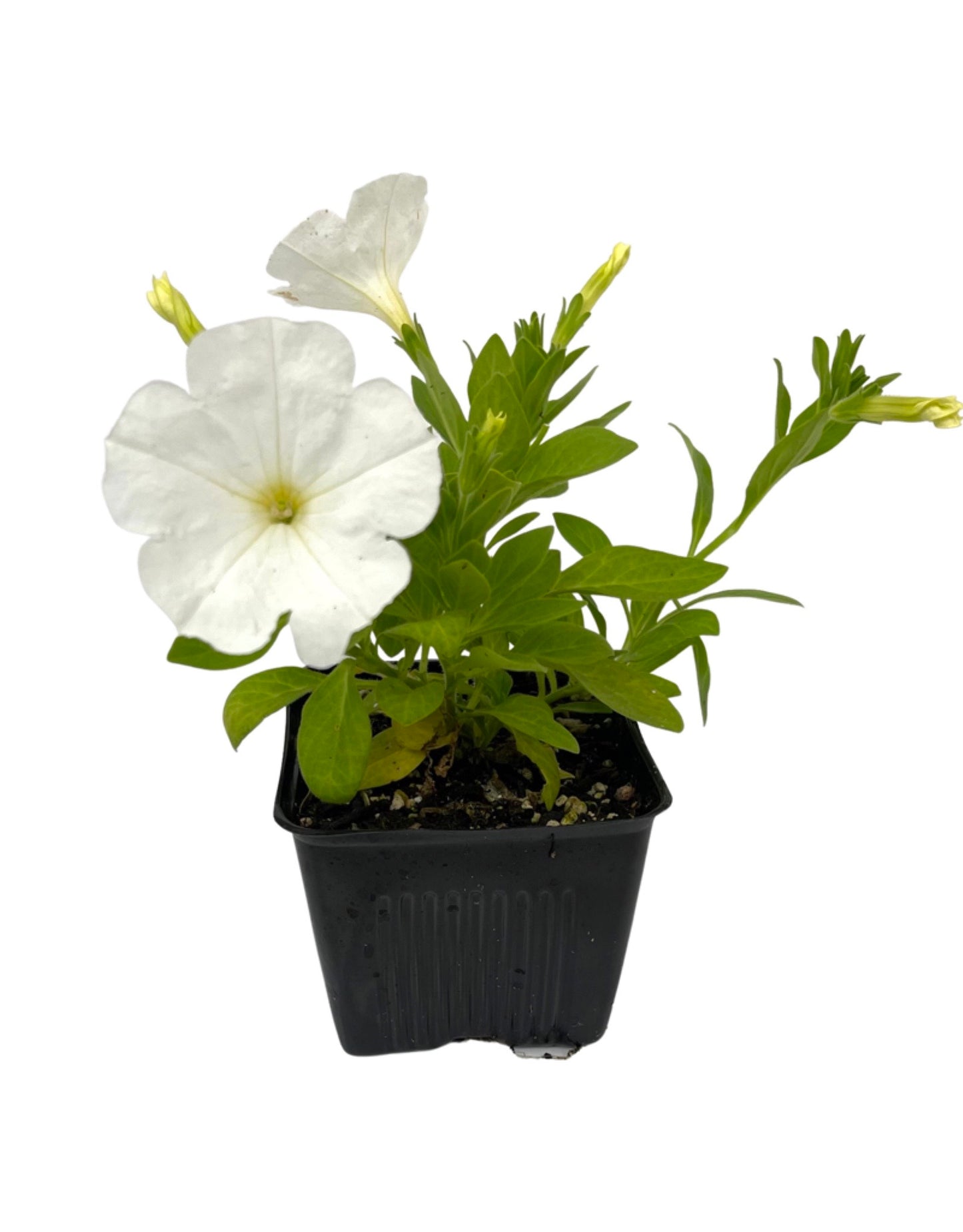Petunia 'Main Stage White'