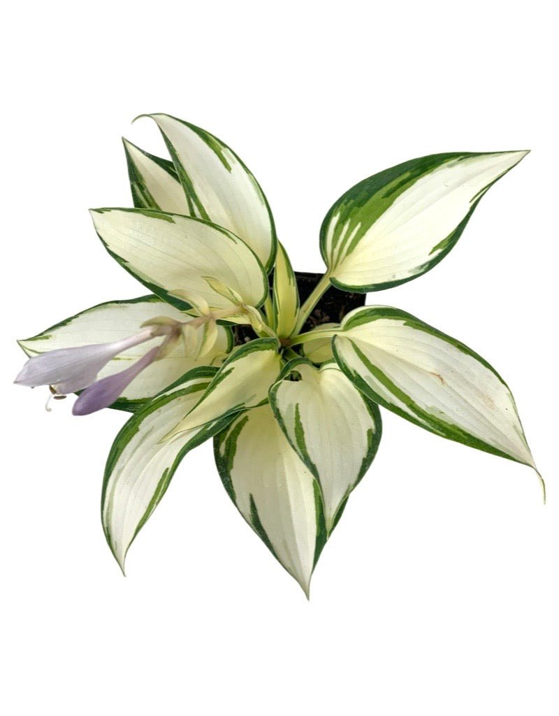 Hosta 'Remember Me' 4 Inch - The Garden Corner