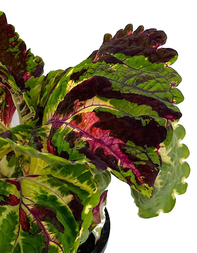 Coleus 'Kong Mosaic' - The Garden Corner