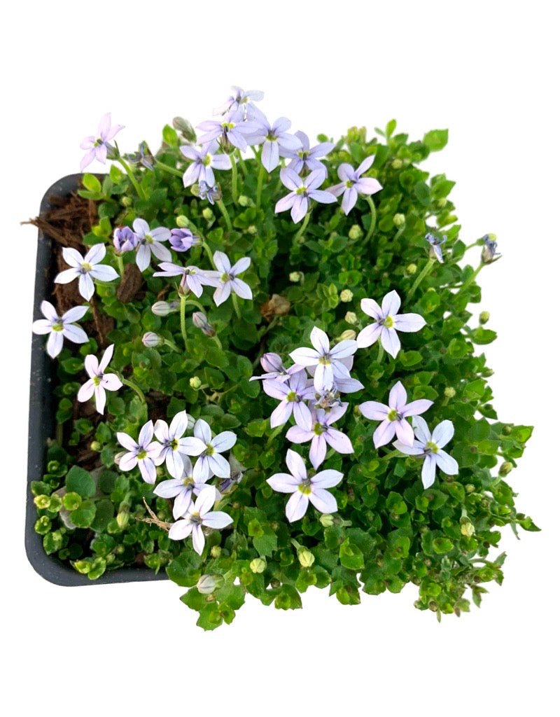 Pratia pedunculata - The Garden Corner