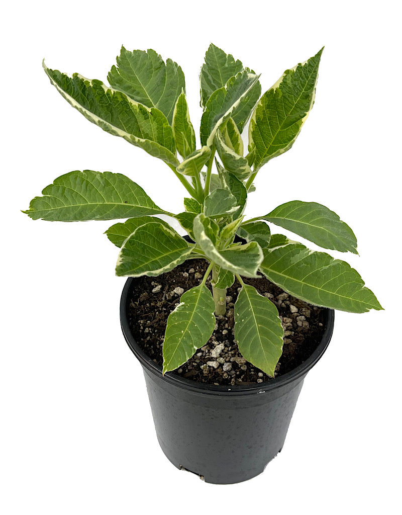 Brugmansia 'Variegata'