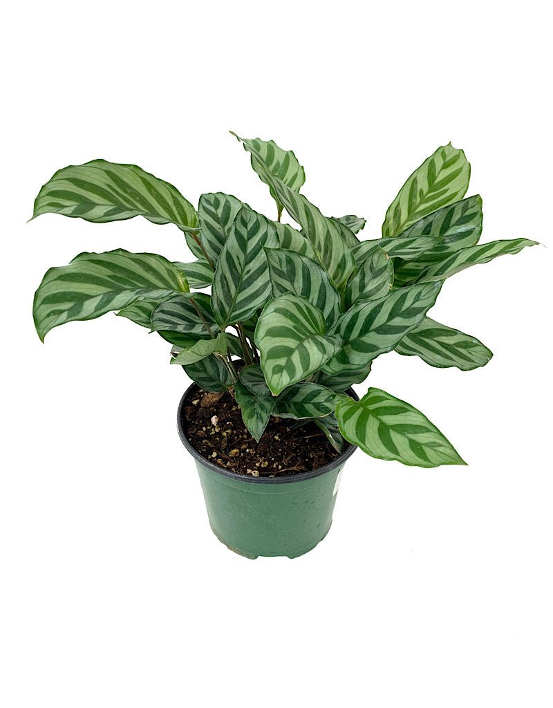 Calathea concinna €˜Freddie - The Garden Corner