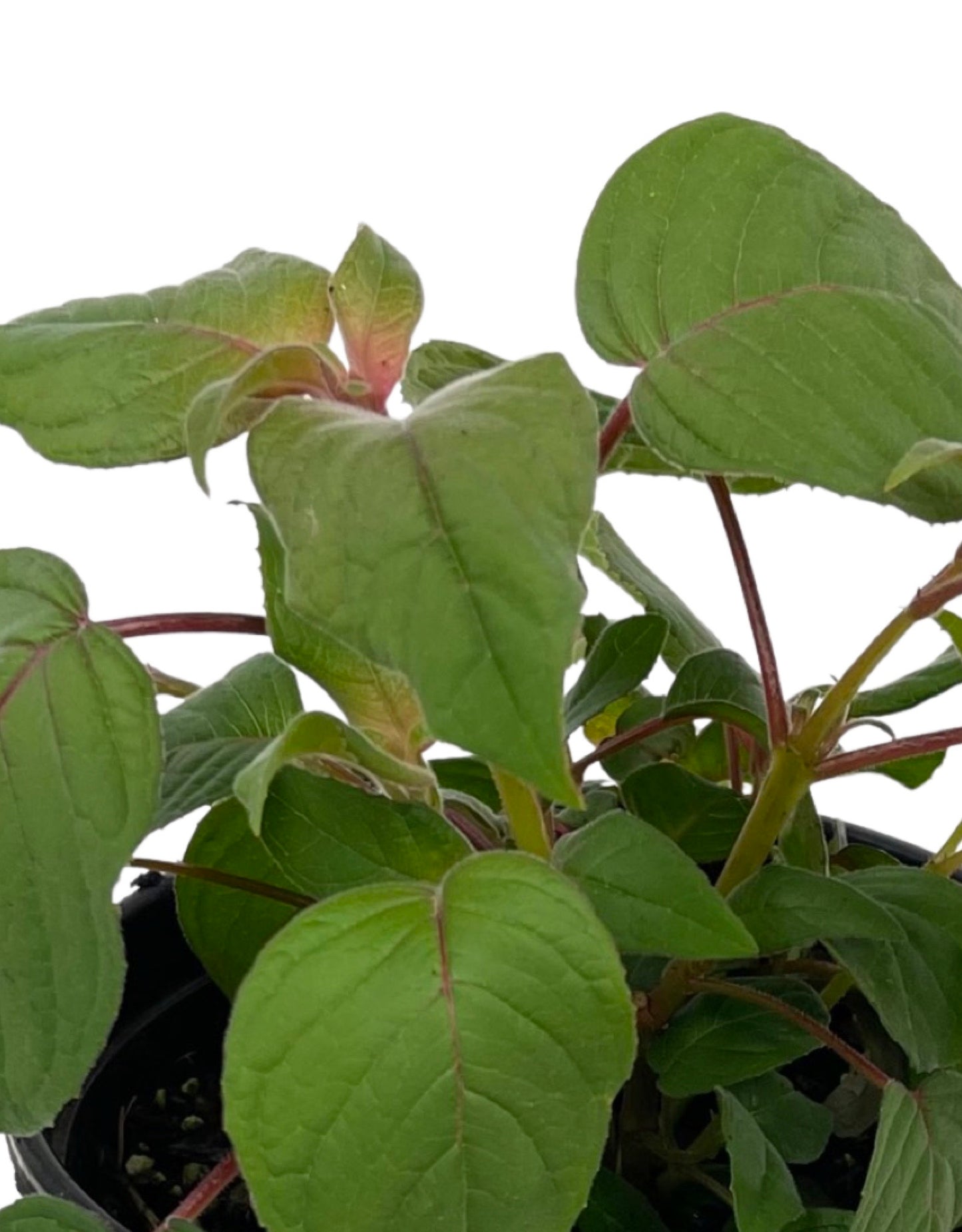 Fuchsia fulgens €˜Speciosa 1 Gallon - The Garden Corner