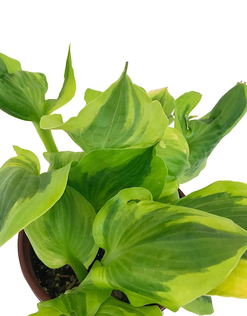 Hosta 'Summer Breeze' 1 gal