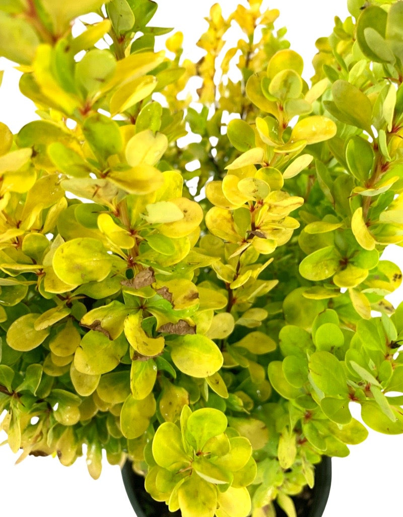 Berberis thunbergii 'Golden Rocket'