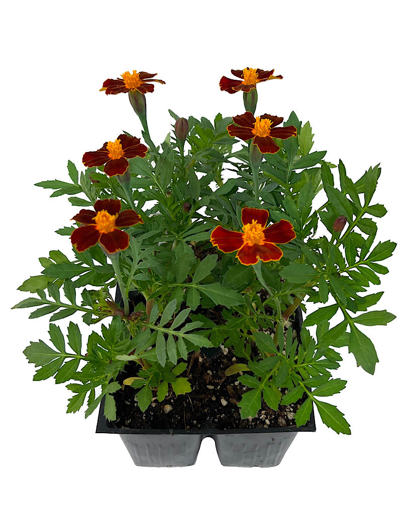 Marigold 'Disco Red' Jumbo Traypack