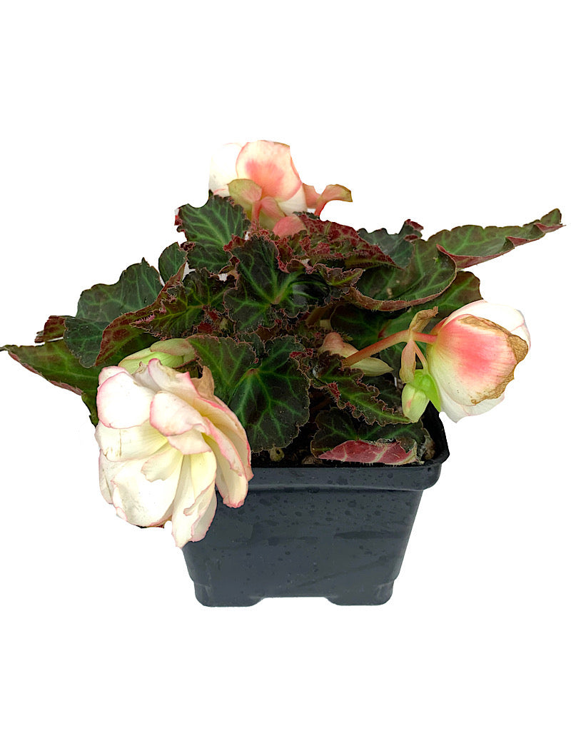 Begonia boliviensis 'Miss Montrea' 4 inch