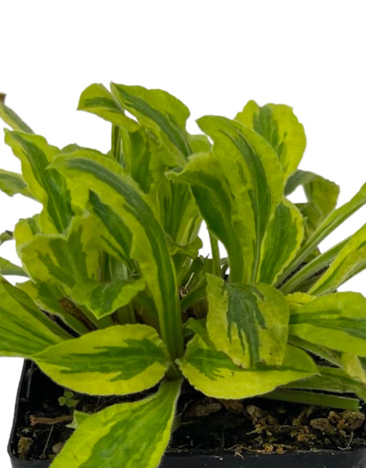 Silene dioica 'Clifford Moor 4 inch - The Garden Corner