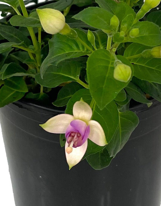 Fuchsia 'Erecta' 1 Gallon - The Garden Corner