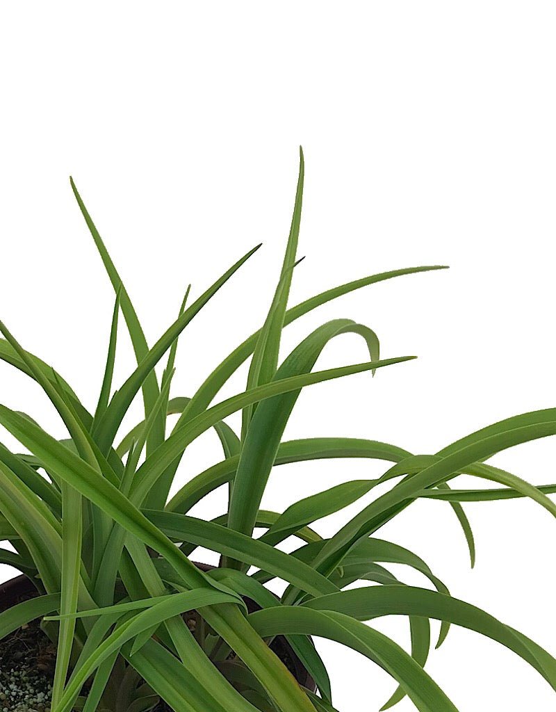 Hemerocallis 'Hyperion' - 1 gal - The Garden Corner