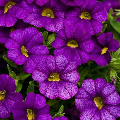 Calibrachoa 'Callie Purple' 4 inch - The Garden Corner