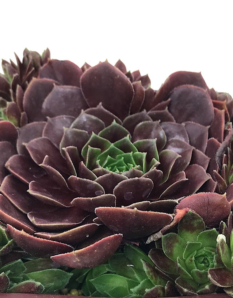 Sempervivum 'Rubikon' 4 inch - The Garden Corner