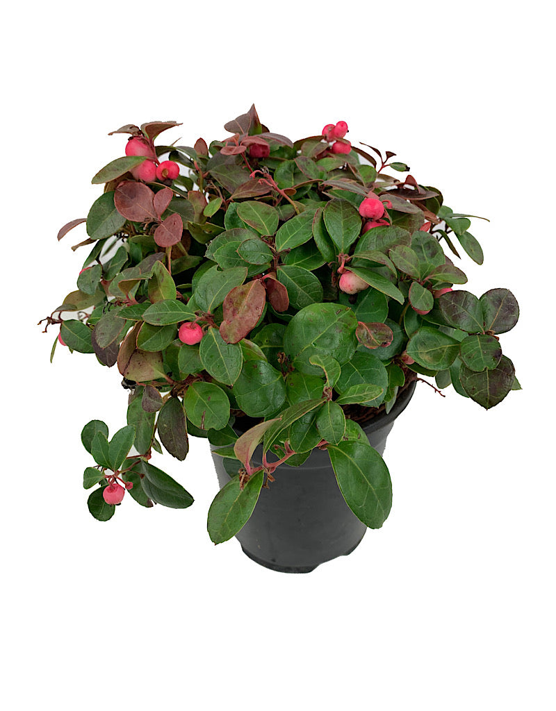 Gaultheria procumbens 'Peppermint Pearl' 1 gal