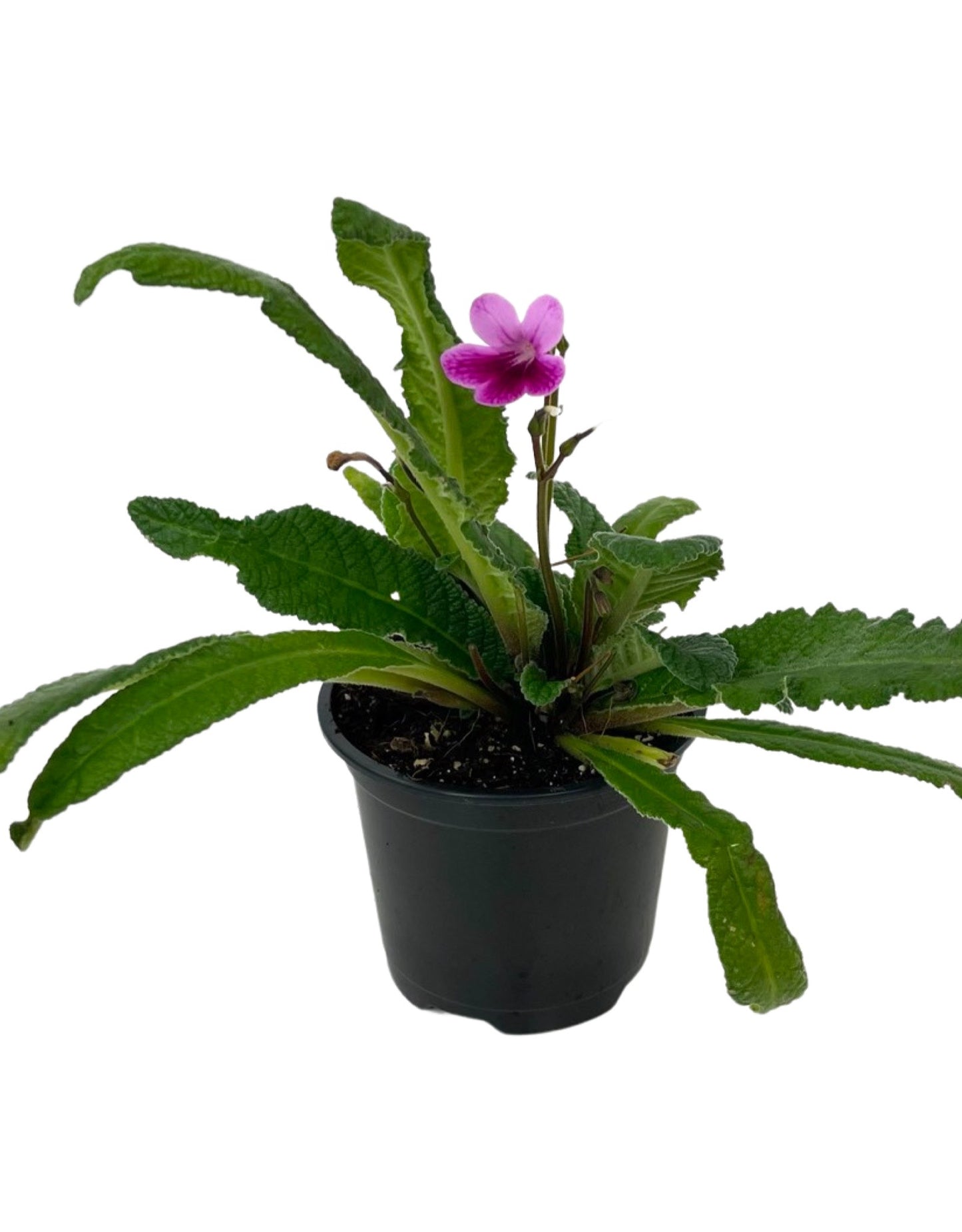 Streptocarpus 'Caitlin' Quart - The Garden Corner
