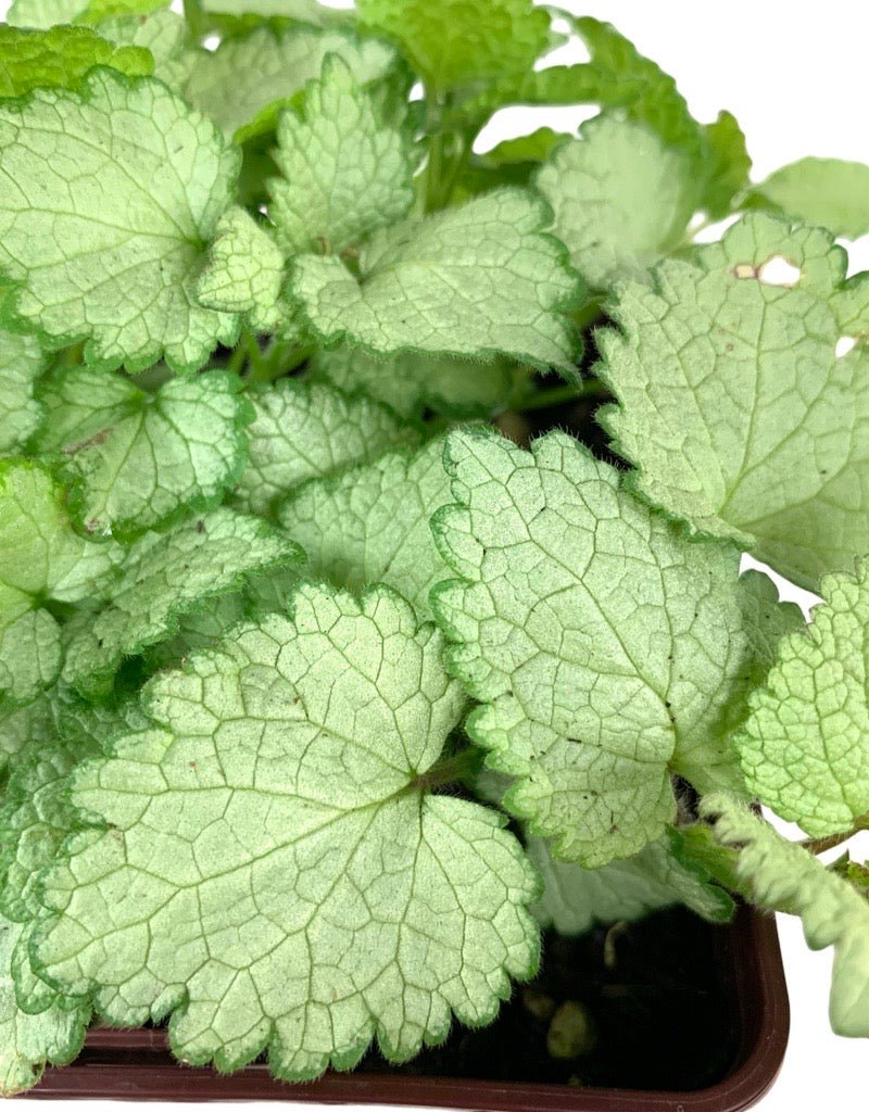 Lamium maculatum 'Ghost' Quart - The Garden Corner