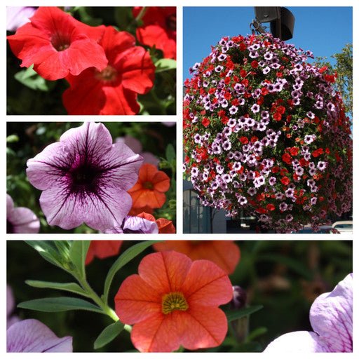 Our Passion Basket - Pre-Order - Annuals