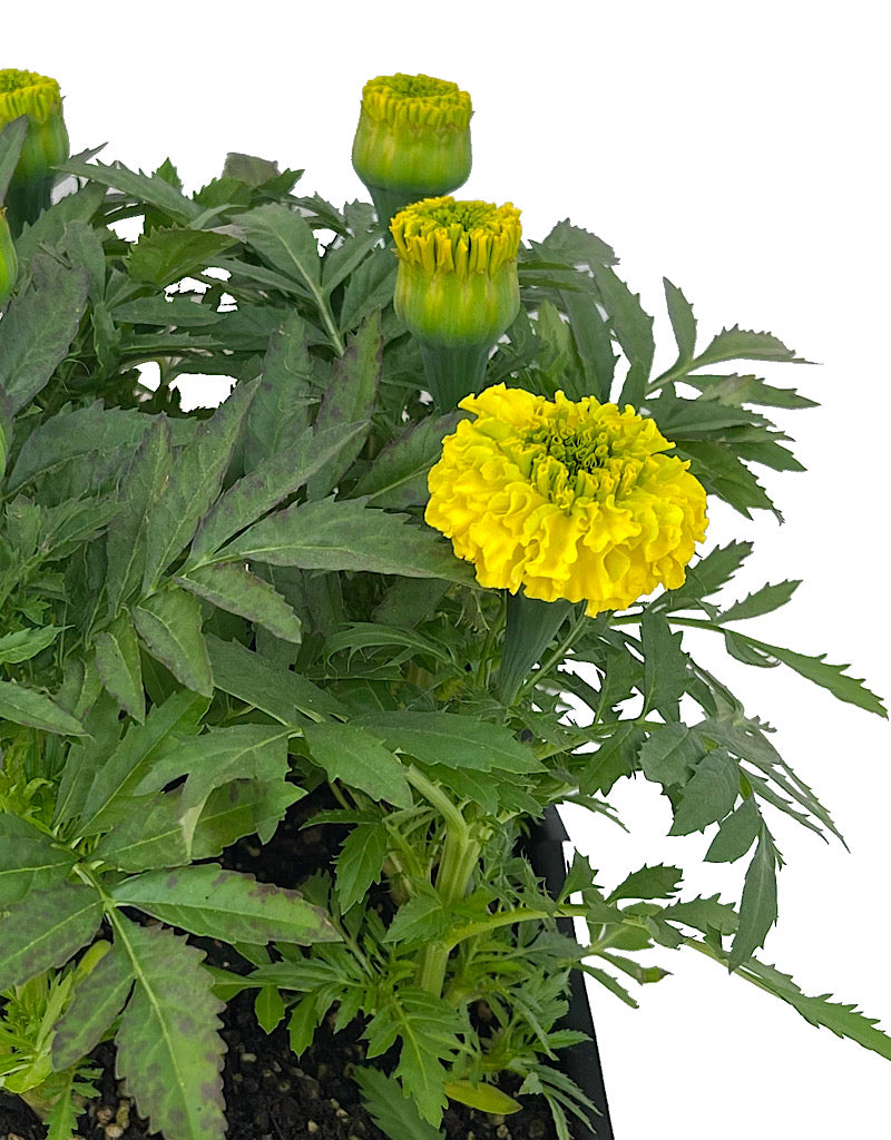 Marigold 'Inca Yellow' Jumbo Traypack
