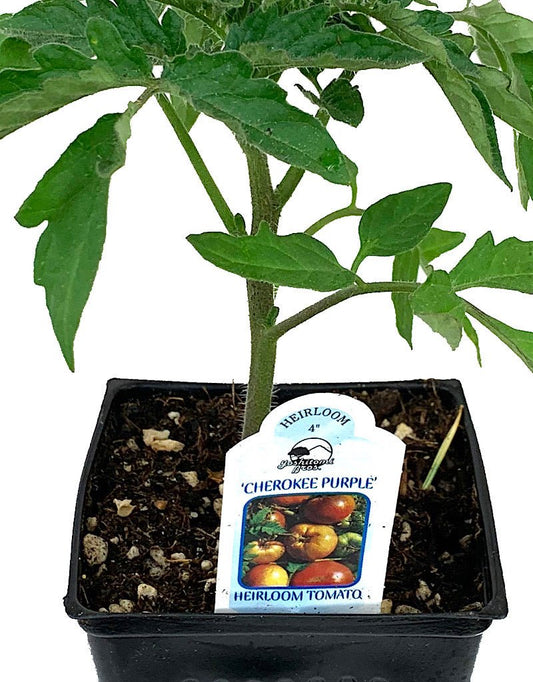 Tomato 'Cherokee Purple' 4 inch - The Garden Corner