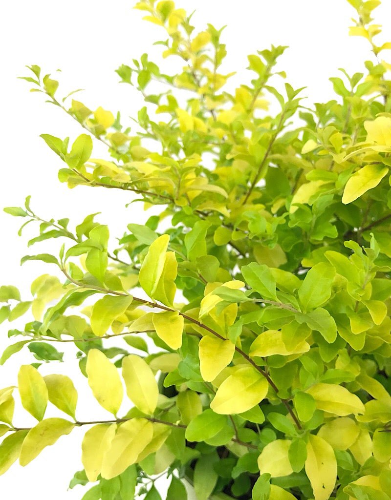 Ligustrum s. 'Sunshine' 1 Gallon - Shrubs