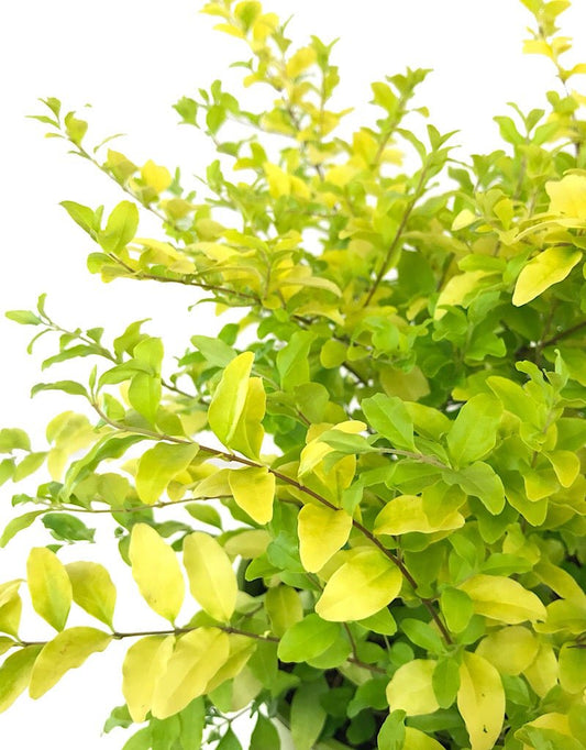 Ligustrum s. 'Sunshine' 1 Gallon - The Garden Corner