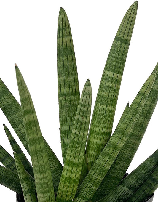 Sansevieria cylindrica 'Starfish' 8 Inch - The Garden Corner