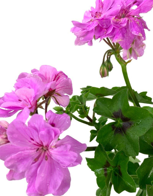 Ivy Geranium 'Precision Lavender Blue' - The Garden Corner
