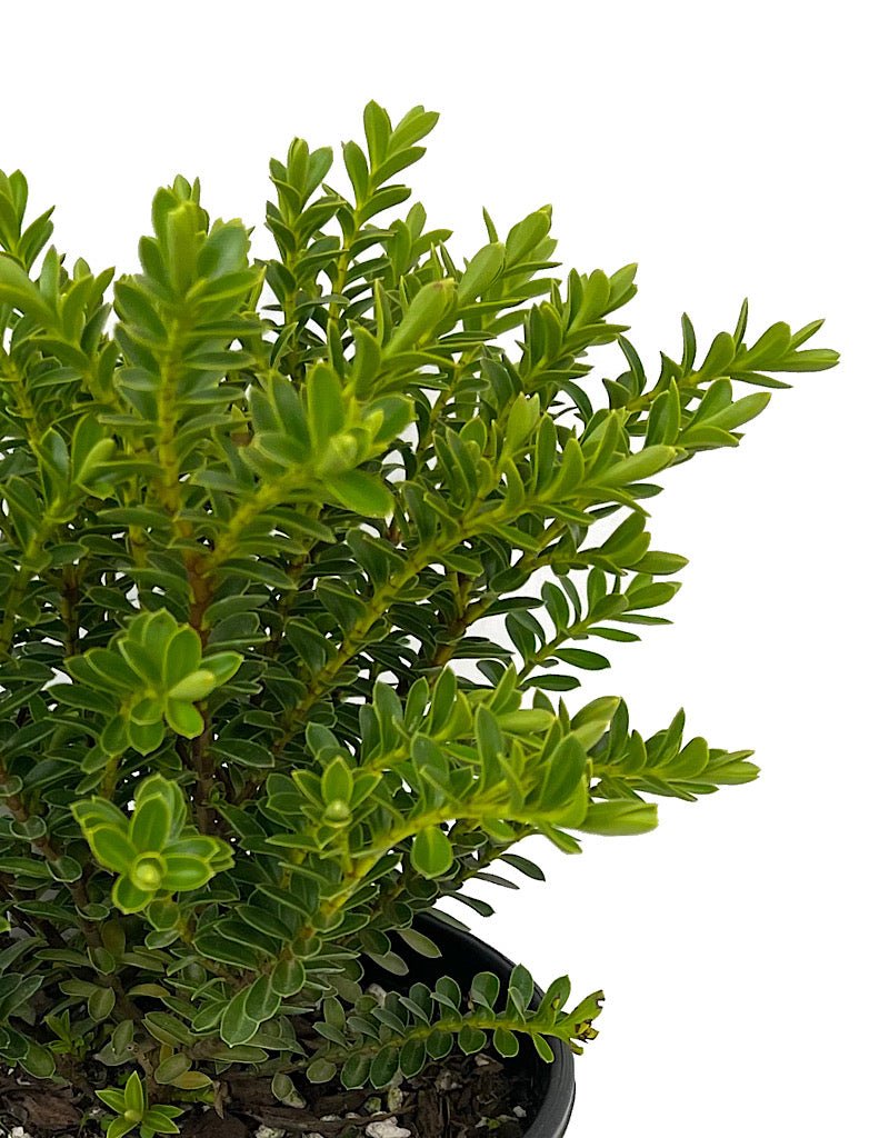 Hebe 'New Zealand Gold' 1 Gallon - The Garden Corner