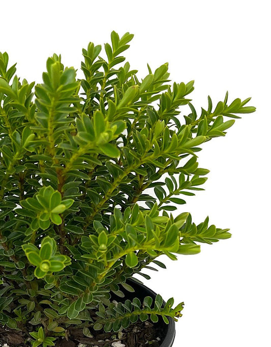 Hebe 'New Zealand Gold' 1 Gallon - The Garden Corner