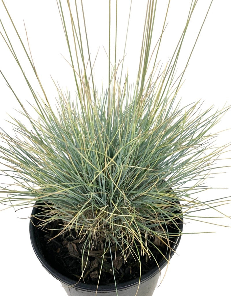 Festuca glauca 'Boulder Blue' 1 Gallon