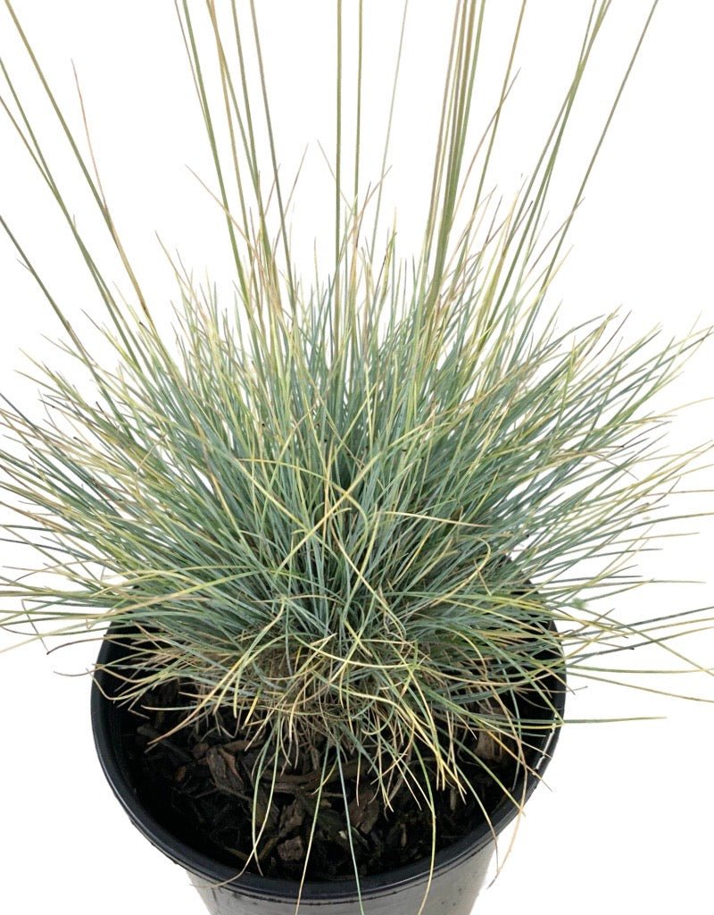 Festuca glauca 'Boulder Blue' 1 Gallon - The Garden Corner