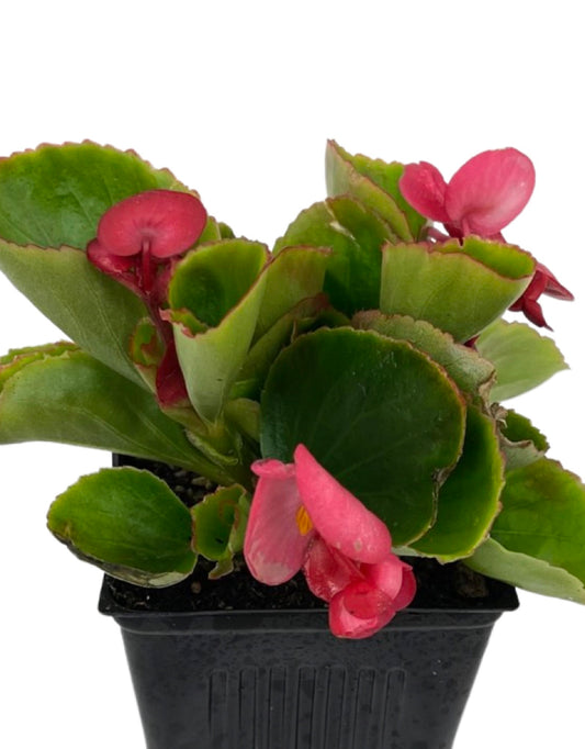 Begonia 'Ambassador Rose' - The Garden Corner