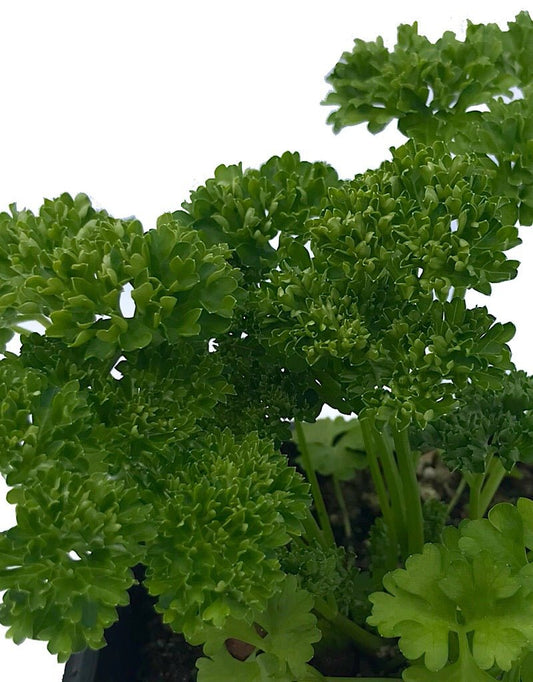 Parsley 'Curly' 4 Inch - The Garden Corner