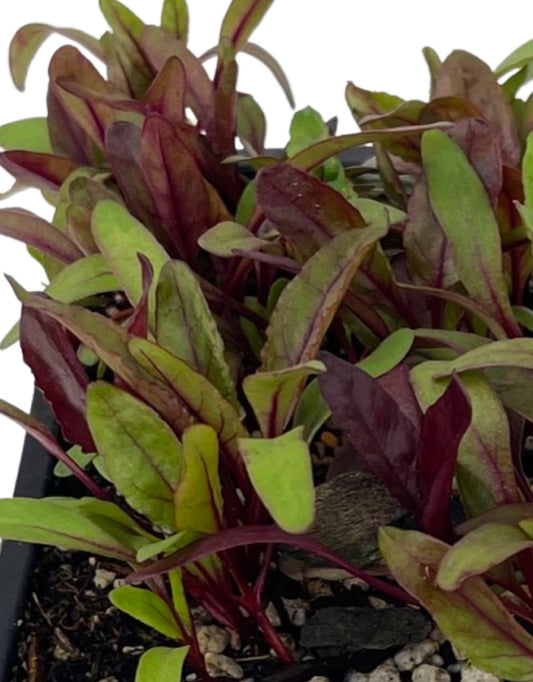 Beets 'Bull's Blood' Jumbo Traypack - The Garden Corner