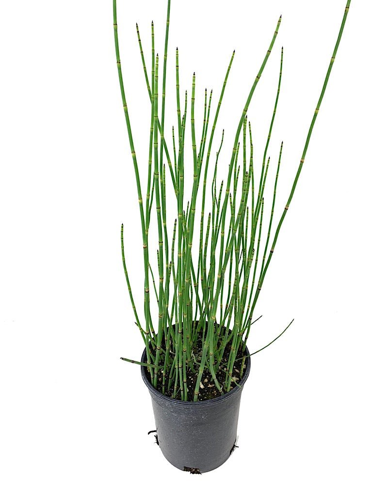 Equisetum hyemale - Perennials